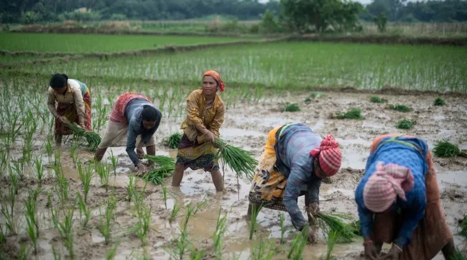 Indian Farmers Amidst 'Average' Monsoon Rains